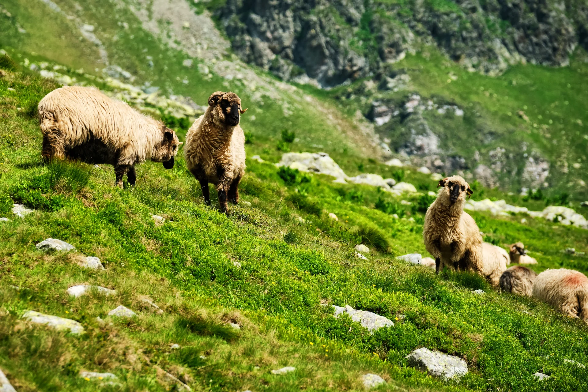 Păstorit în Muntii Parâng - Destinații România 054