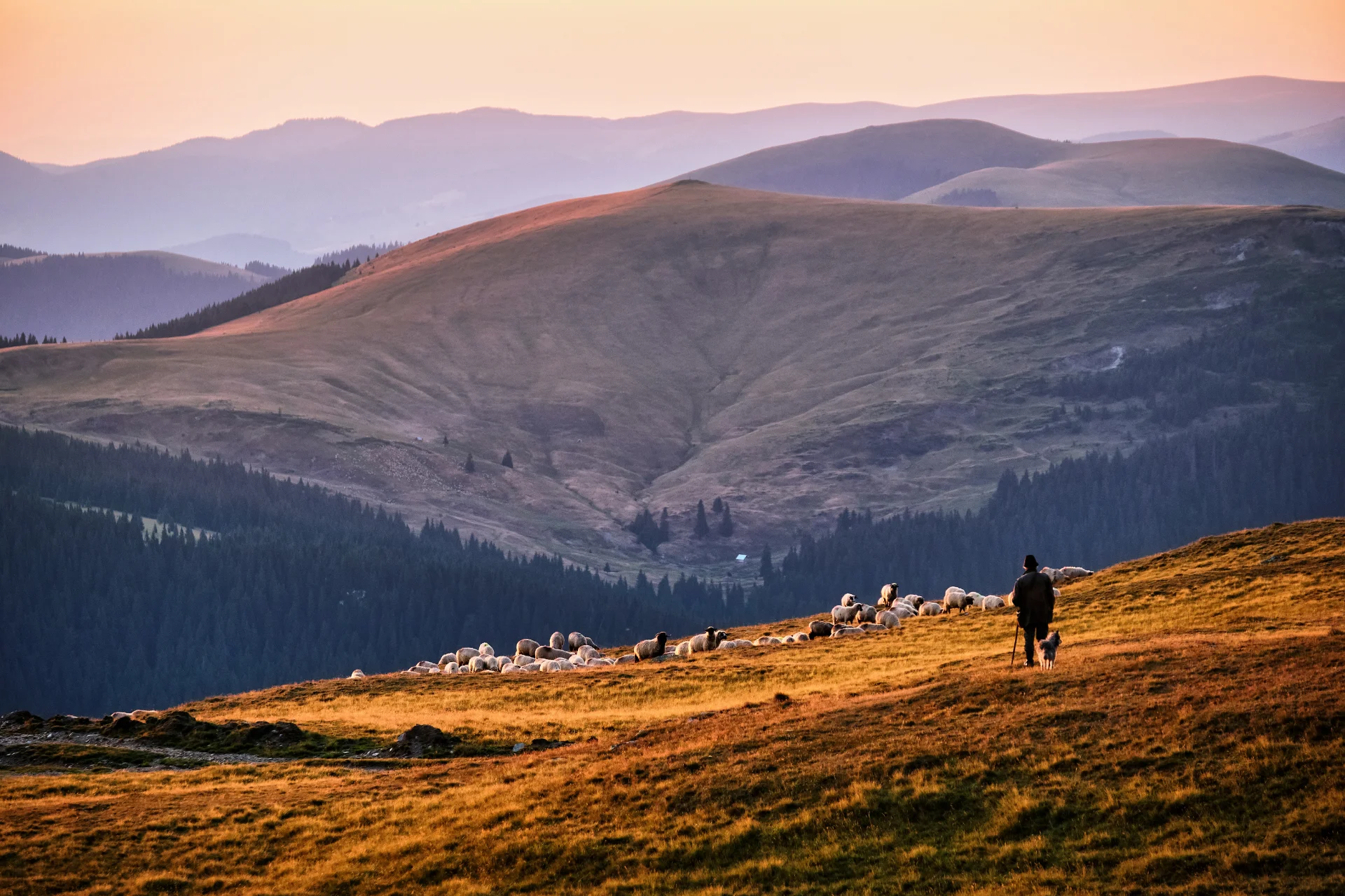 Păstorit în Muntii Parâng - Destinații România 072