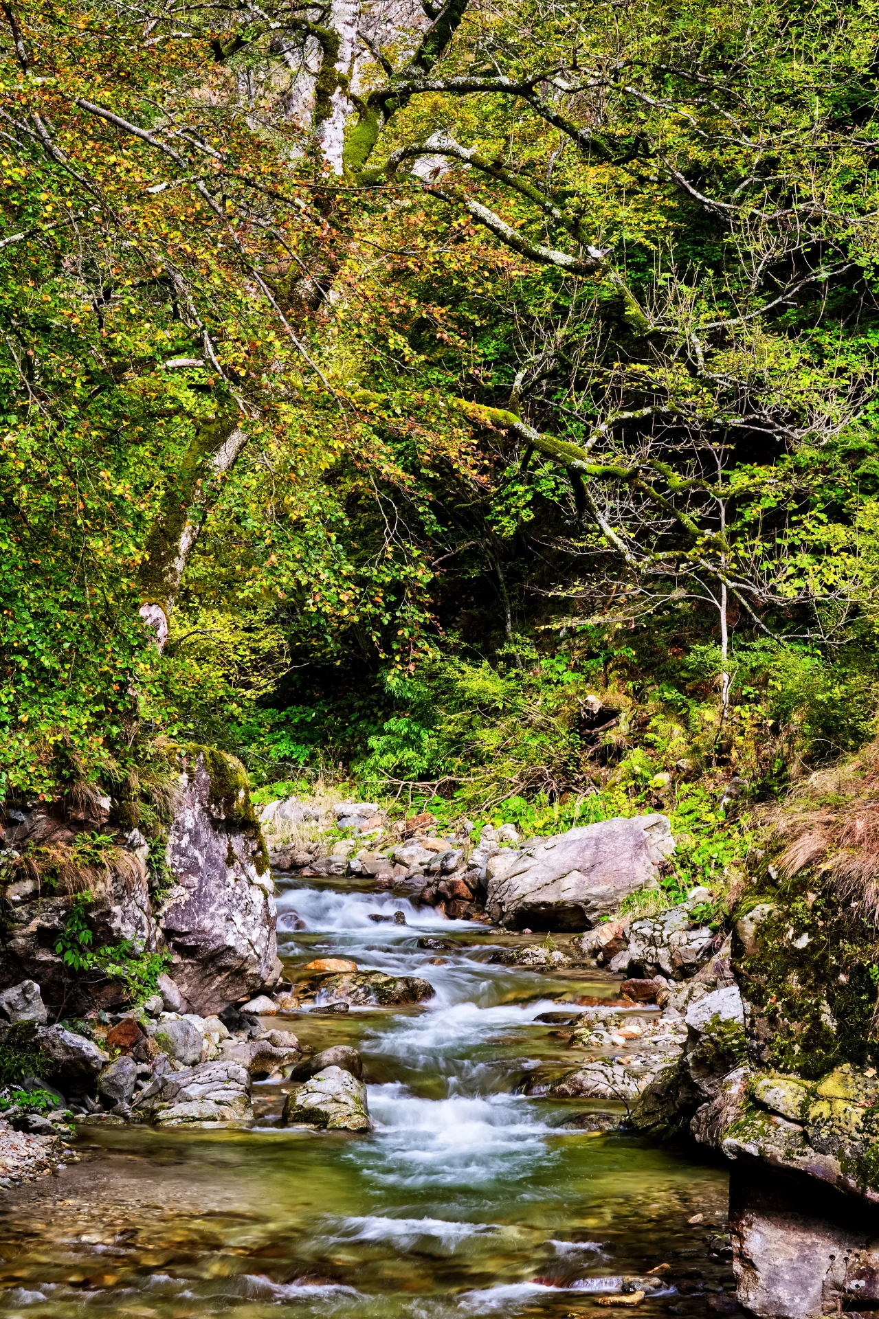 Valea Oltețului - Muntii Parâng - Destinații România 008