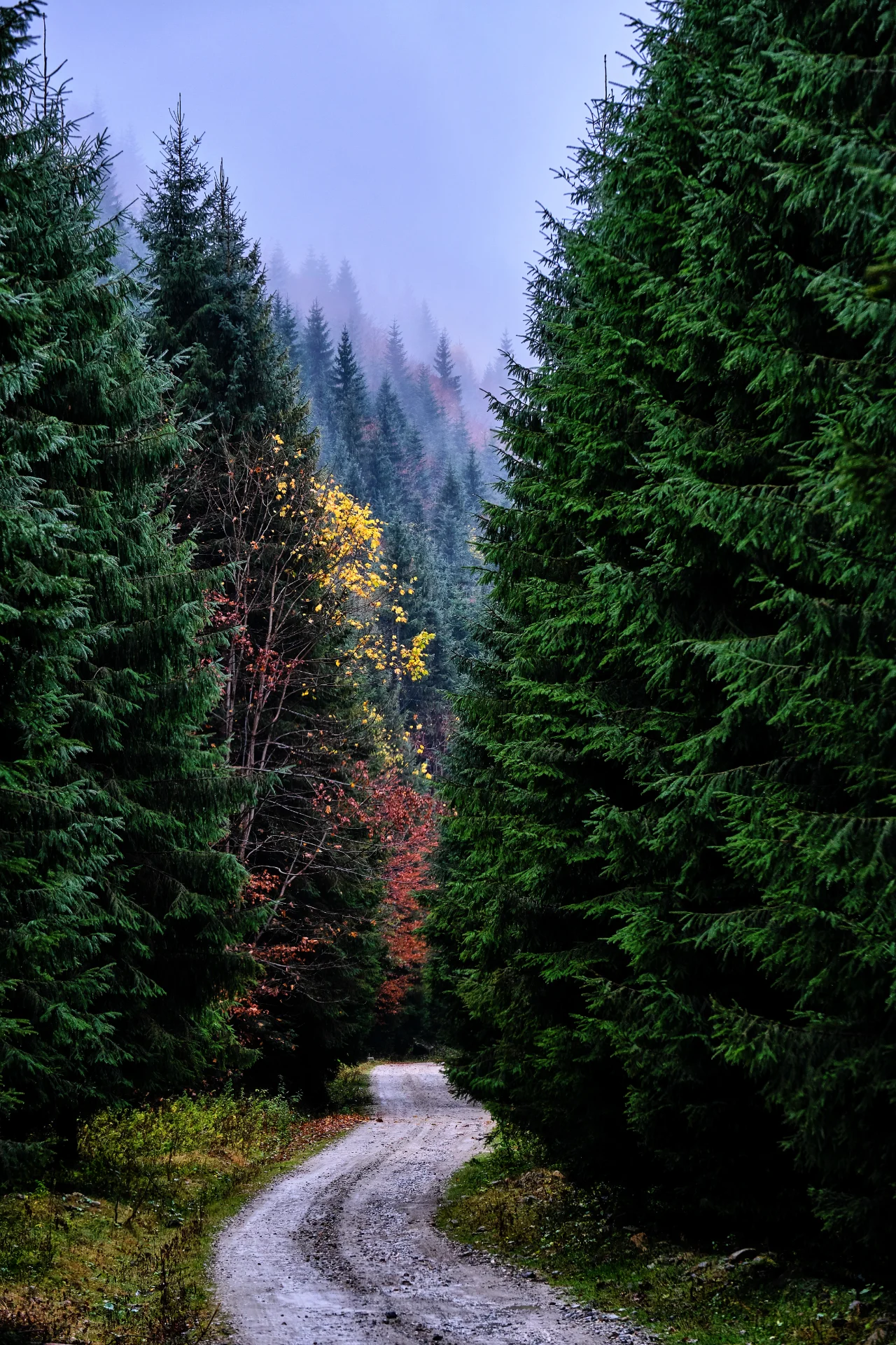 Valea Oltețului - Muntii Parâng - Destinații România 053