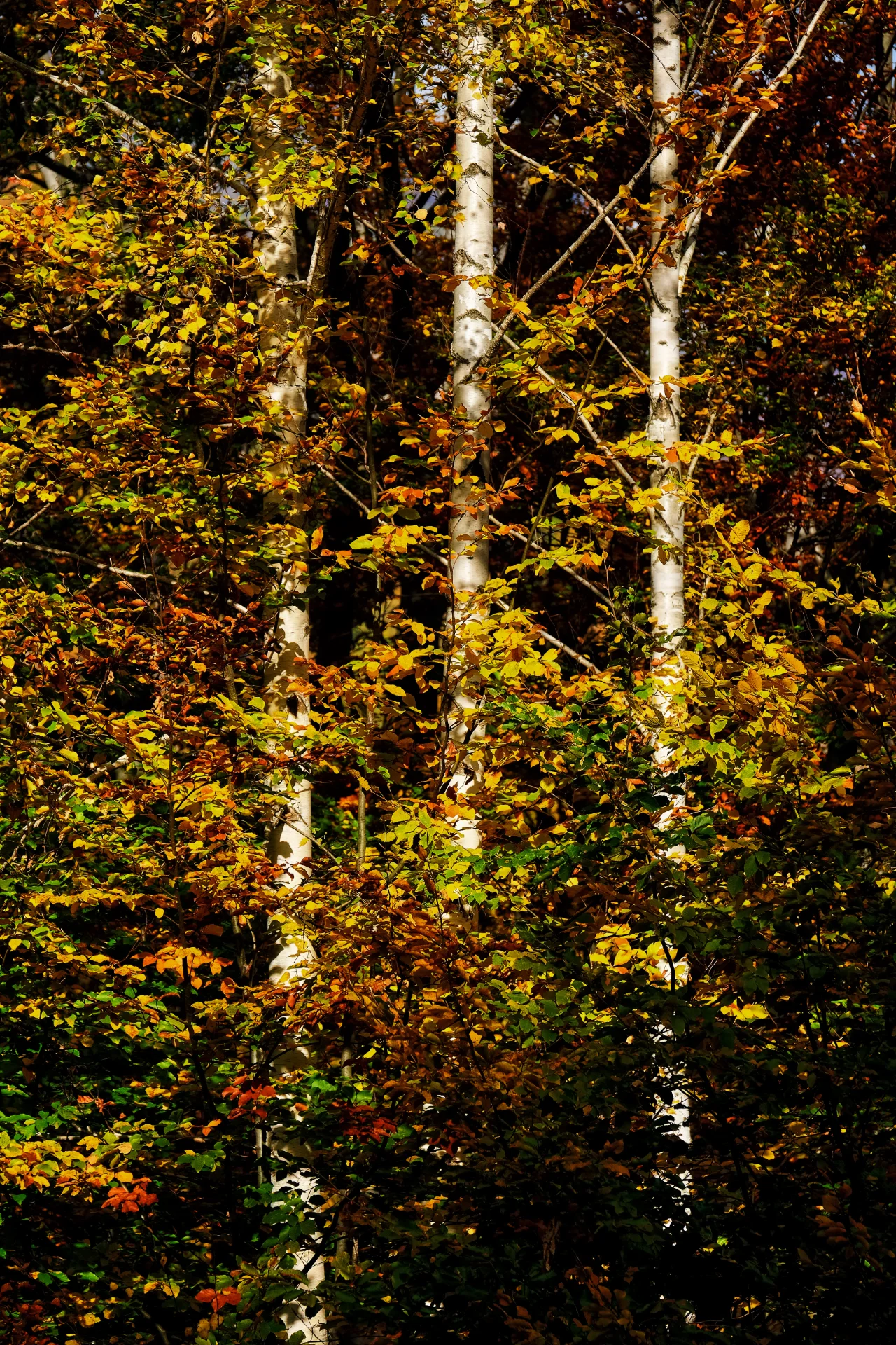 Biodiversitate - Parcul National Defileul Jiului - Destinatii Romania 15