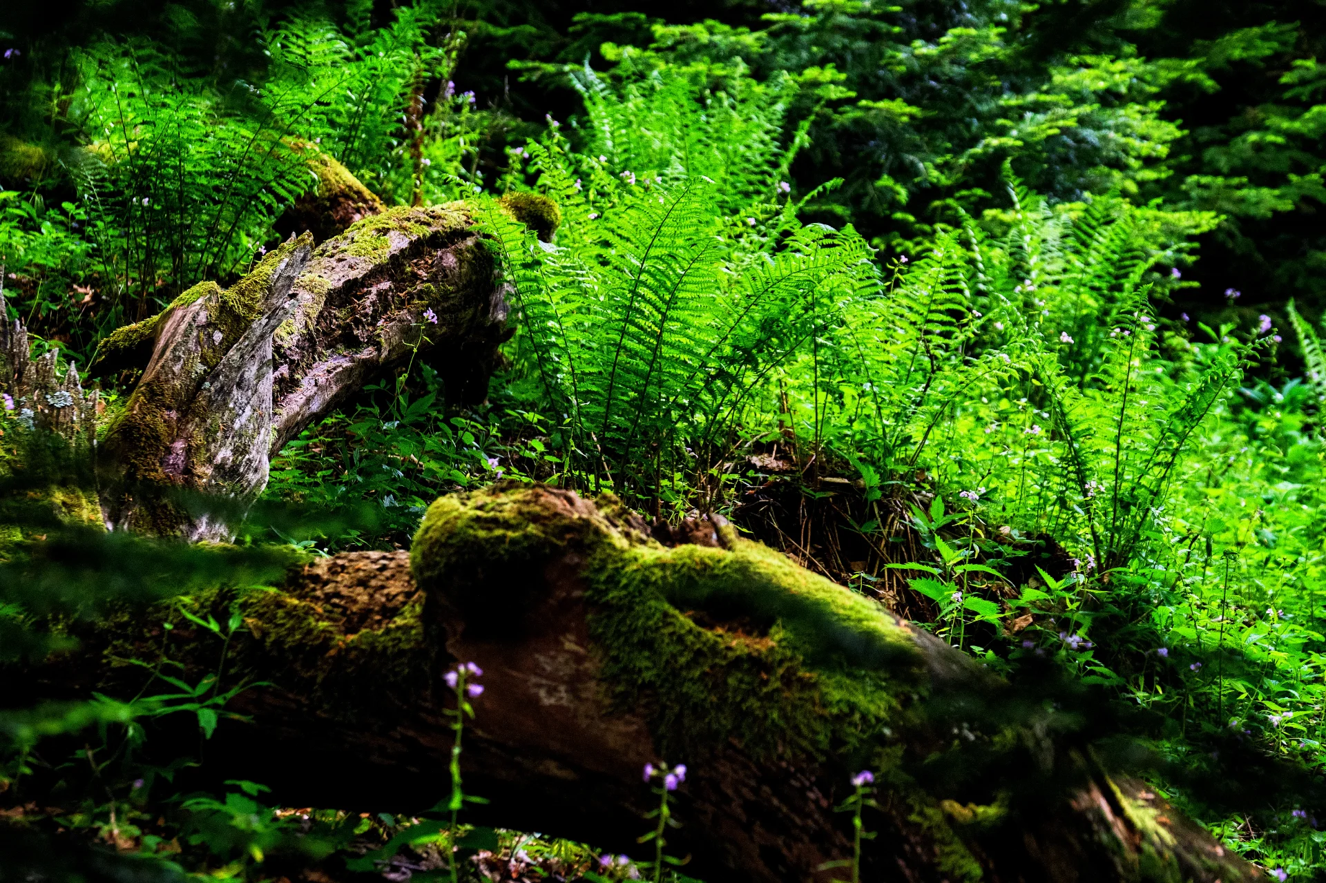 Biodiversitate - Parcul National Defileul Jiului - Destinatii Romania 29