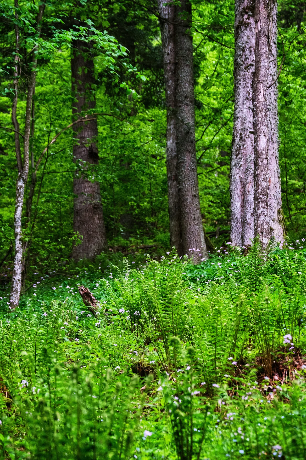 Biodiversitate - Parcul National Defileul Jiului - Destinatii Romania 30