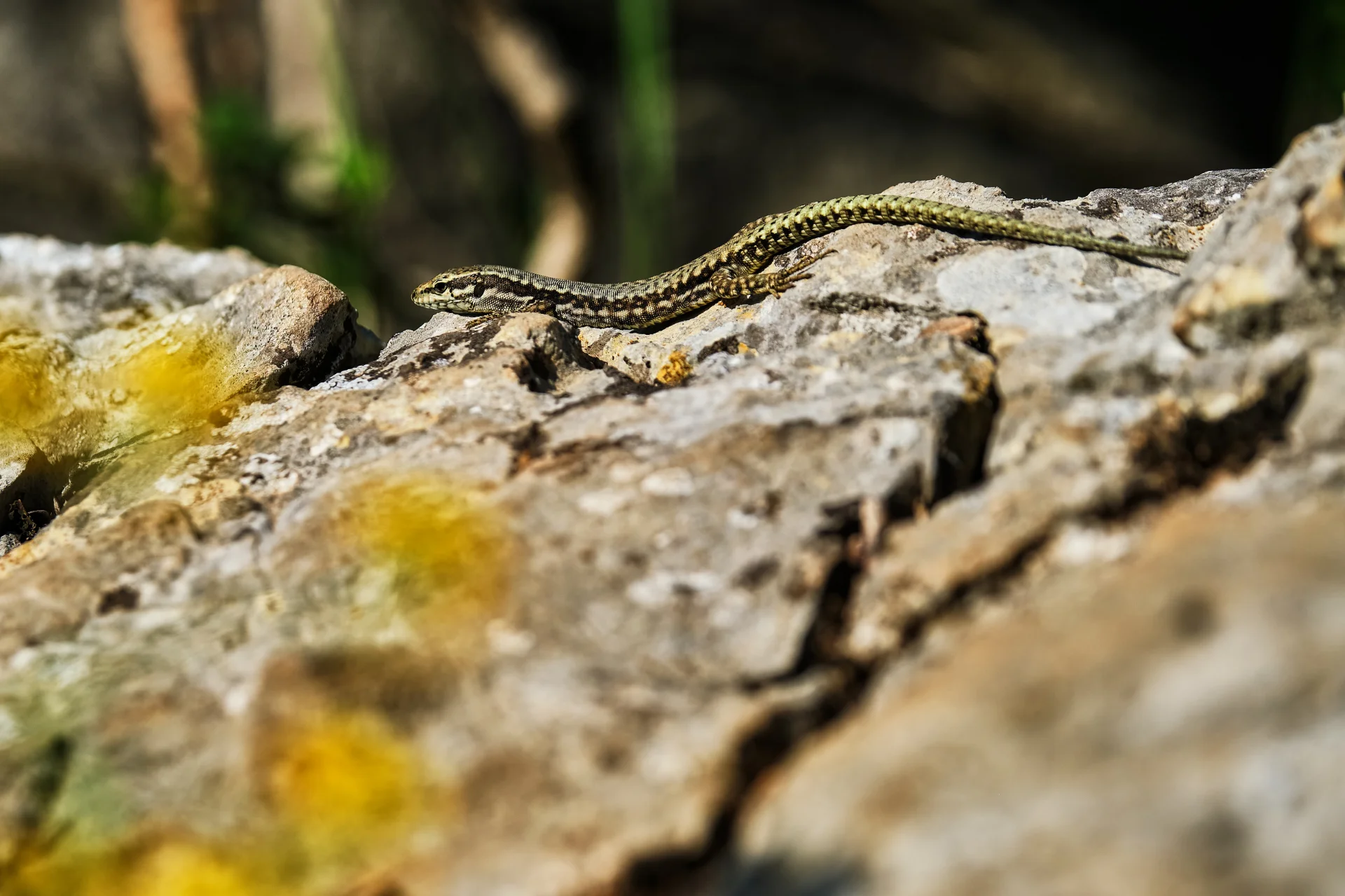 Biodiversitate - Parcul Natural Portile de Fier - Destinatii Romania 10