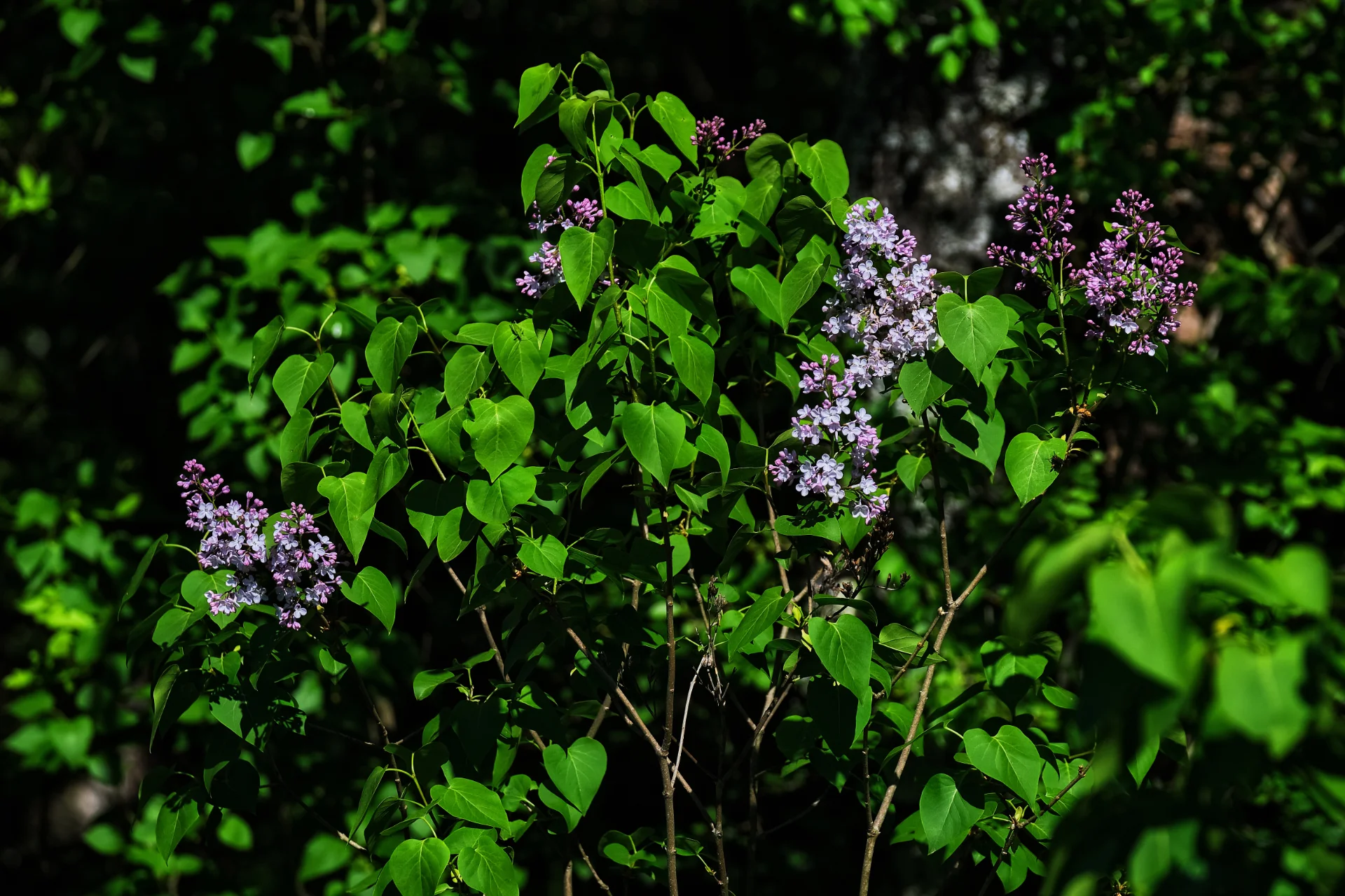 Biodiversitate - Parcul Natural Portile de Fier - Destinatii Romania 12