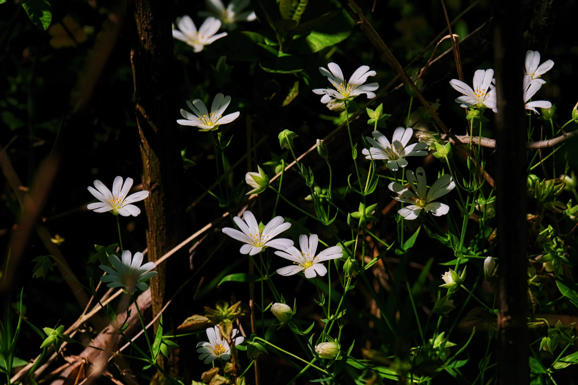 Biodiversitate - Parcul Natural Portile de Fier - Destinatii Romania 59