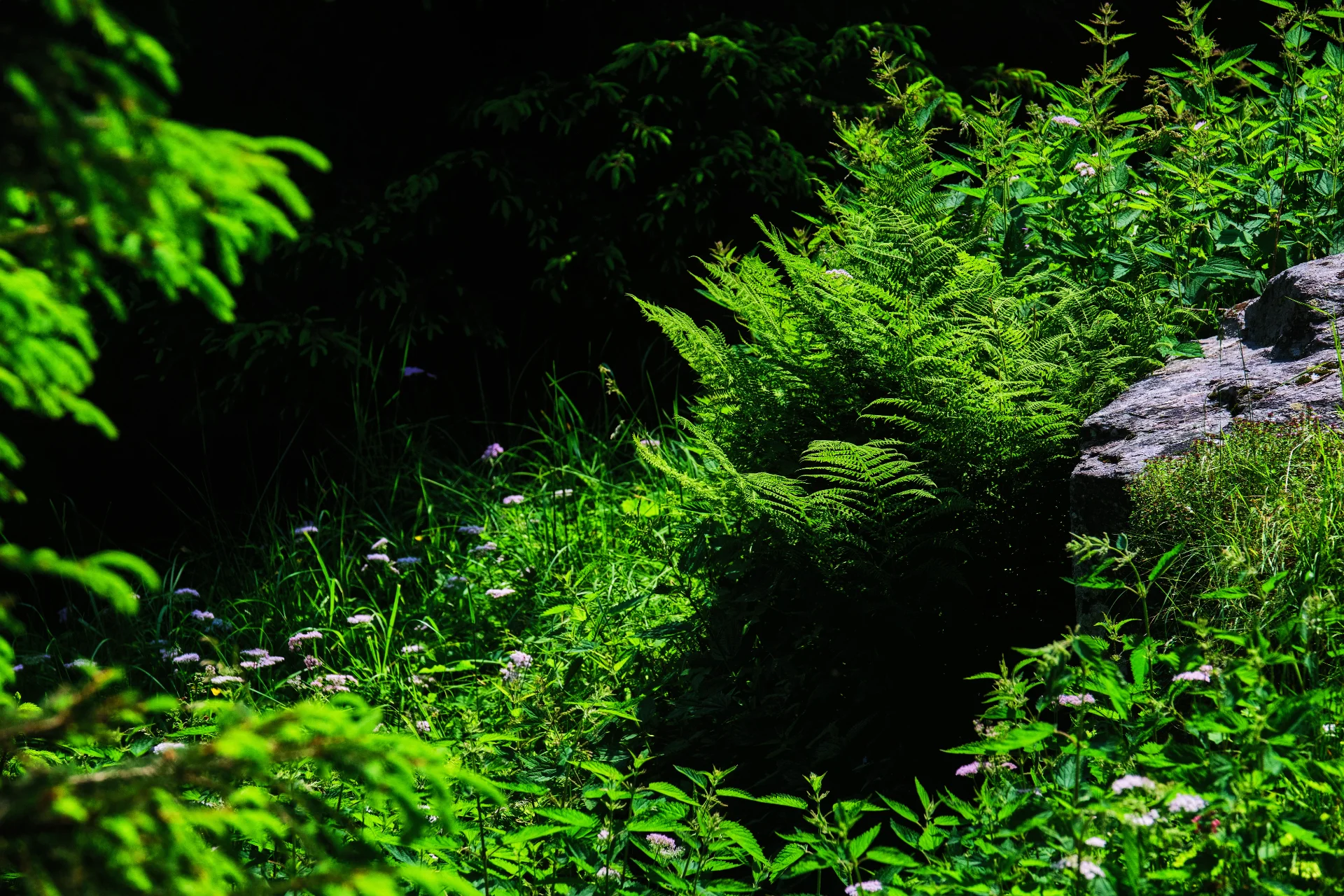 Biodiversitate Retezat - Parcul National Retezat - Destinatii Romania 12
