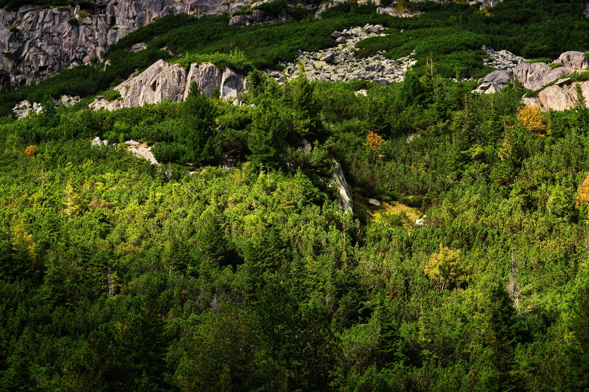 Biodiversitate Retezat - Parcul National Retezat - Destinatii Romania 48