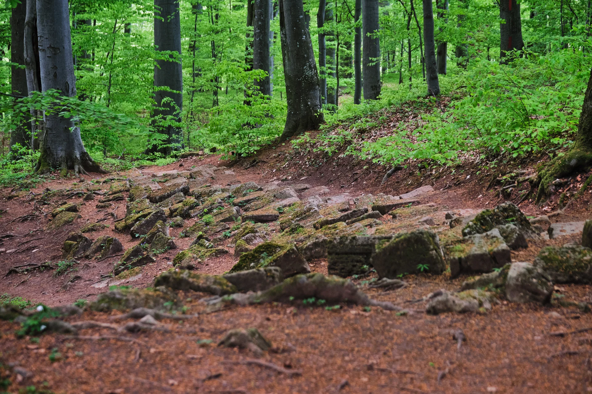 Cetatea Piatra Roșie - Parcul Natural Grădiștea Muncelului - Cioclovina 19