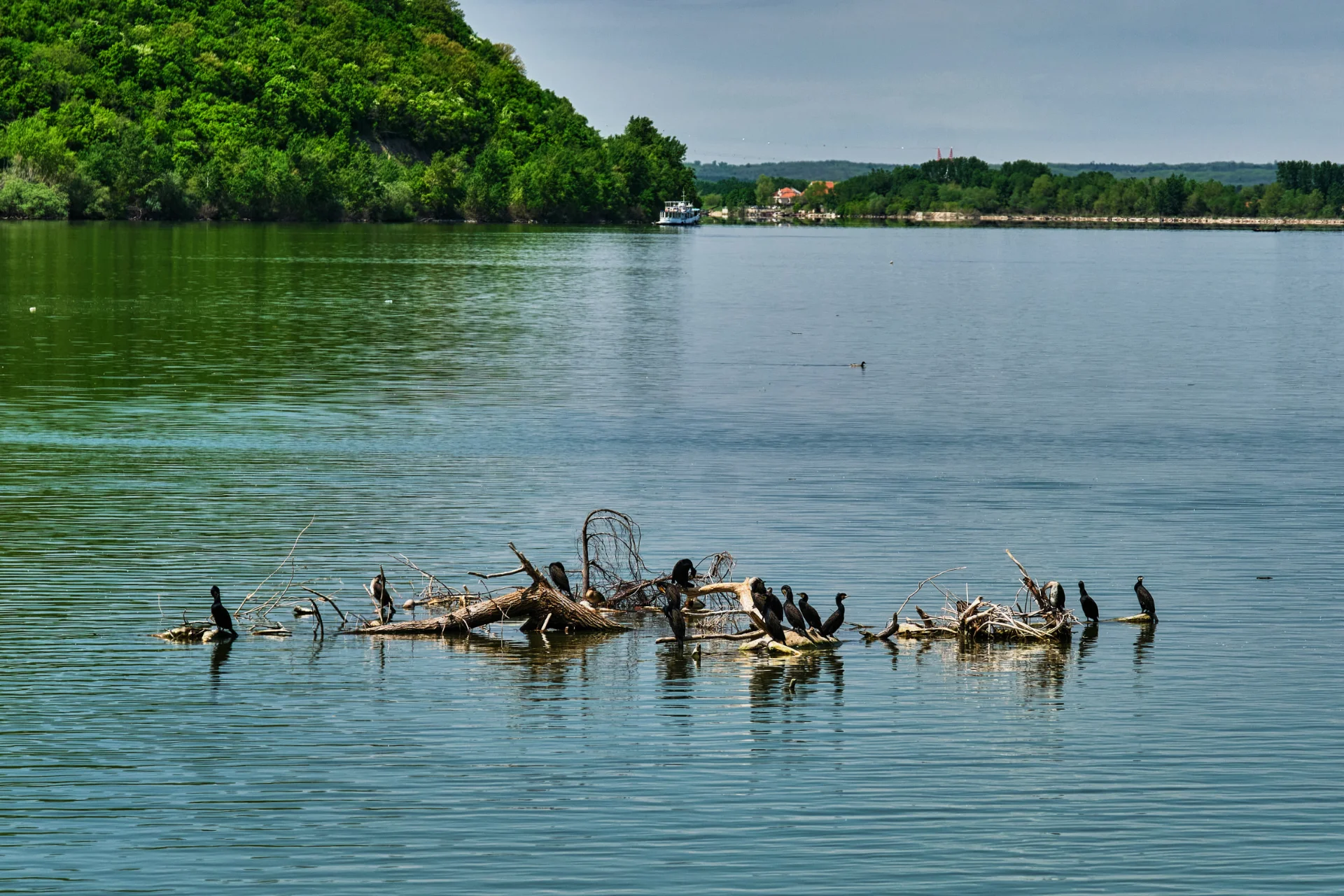 Cormoran Mic pe Dunăre - Parcul Natural Portile de Fier - Destinatii Romania 72