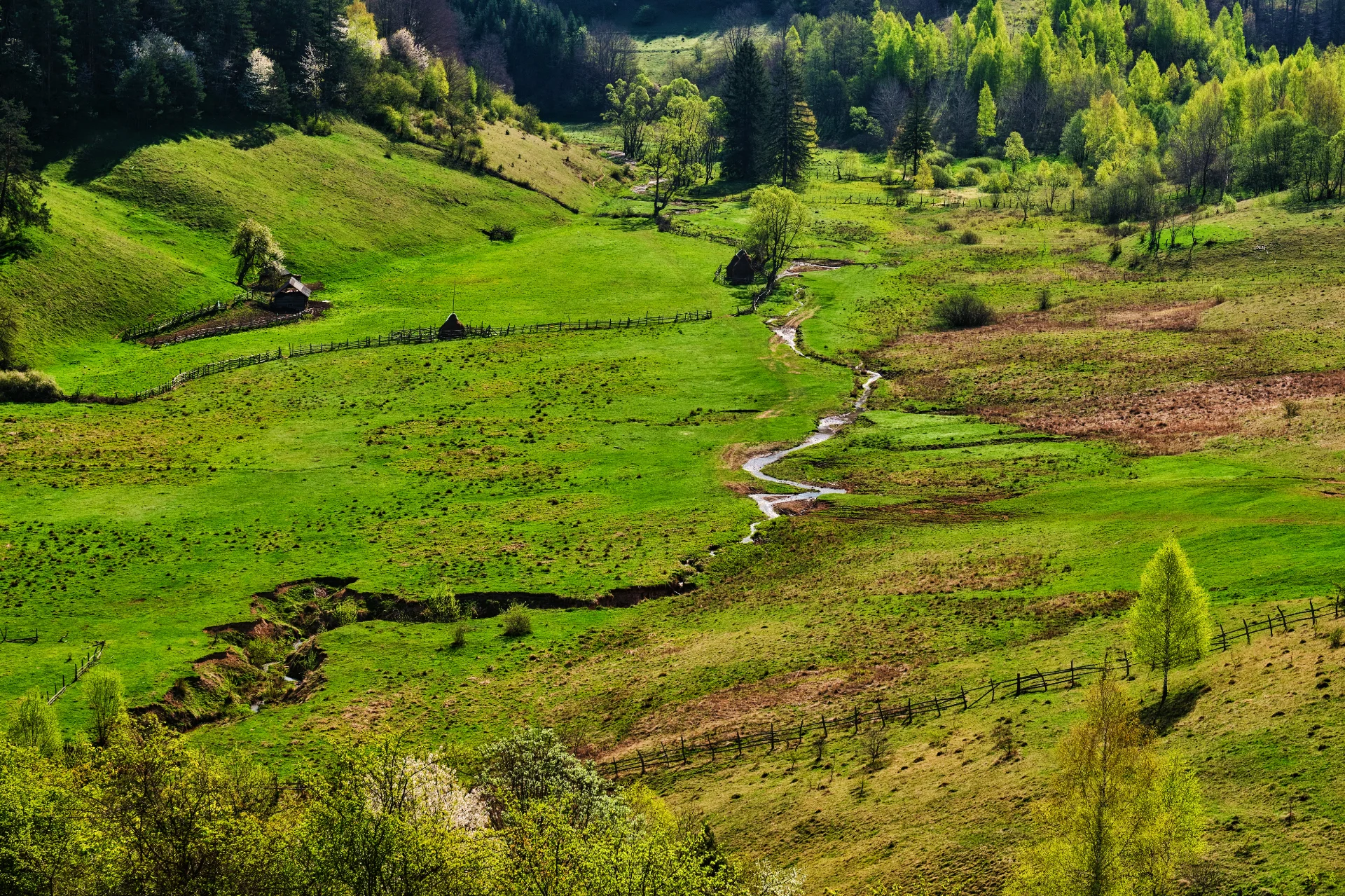 Fundătura Ponorici - Parcul Natural Grădiștea Muncelului - Cioclovina 76