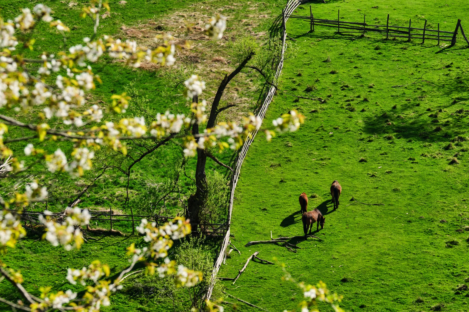 Fundătura Ponorici - Parcul Natural Grădiștea Muncelului - Cioclovina 78