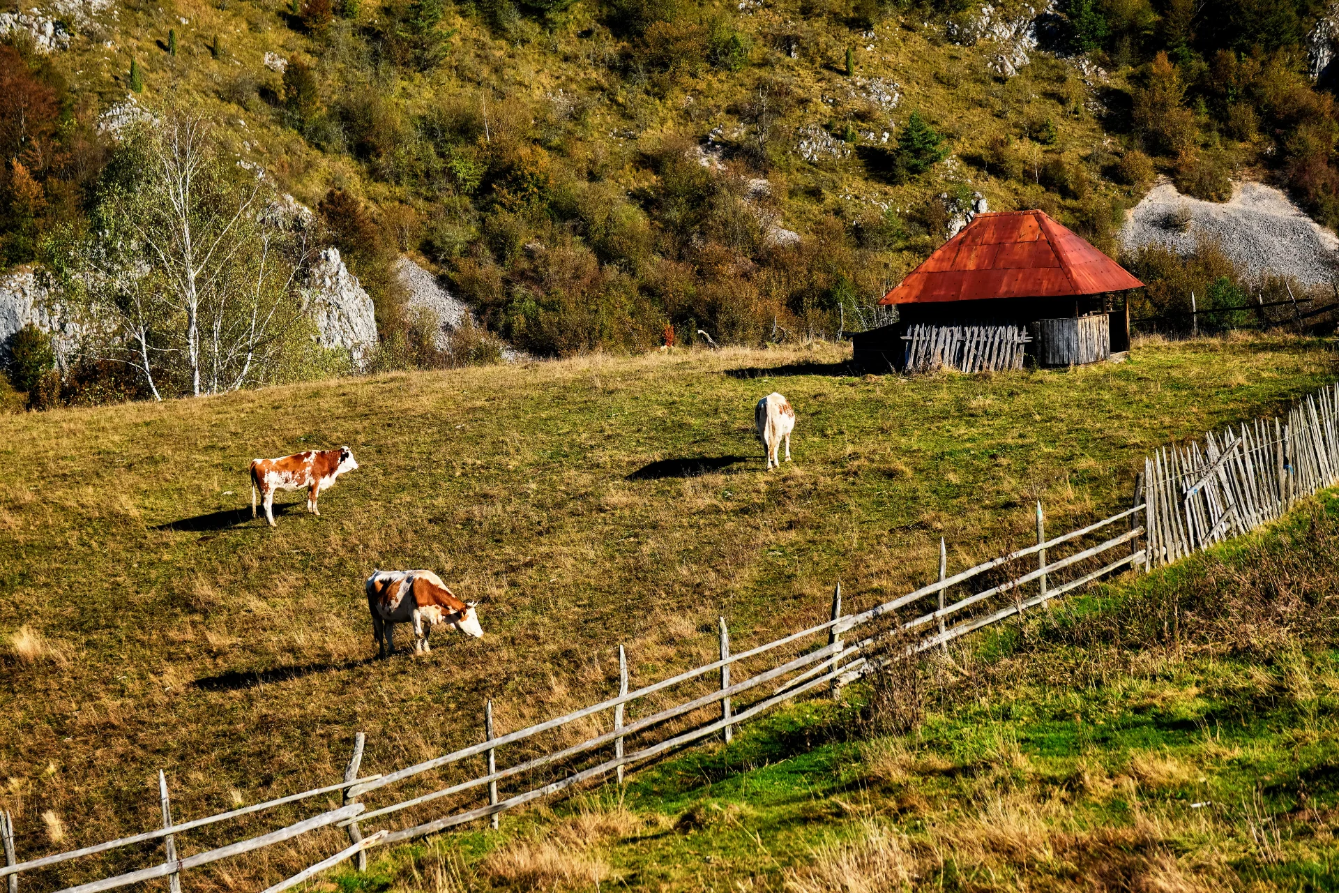 Fundătura Ponorului - Parcul Natural Grădiștea Muncelului - Cioclovina 11