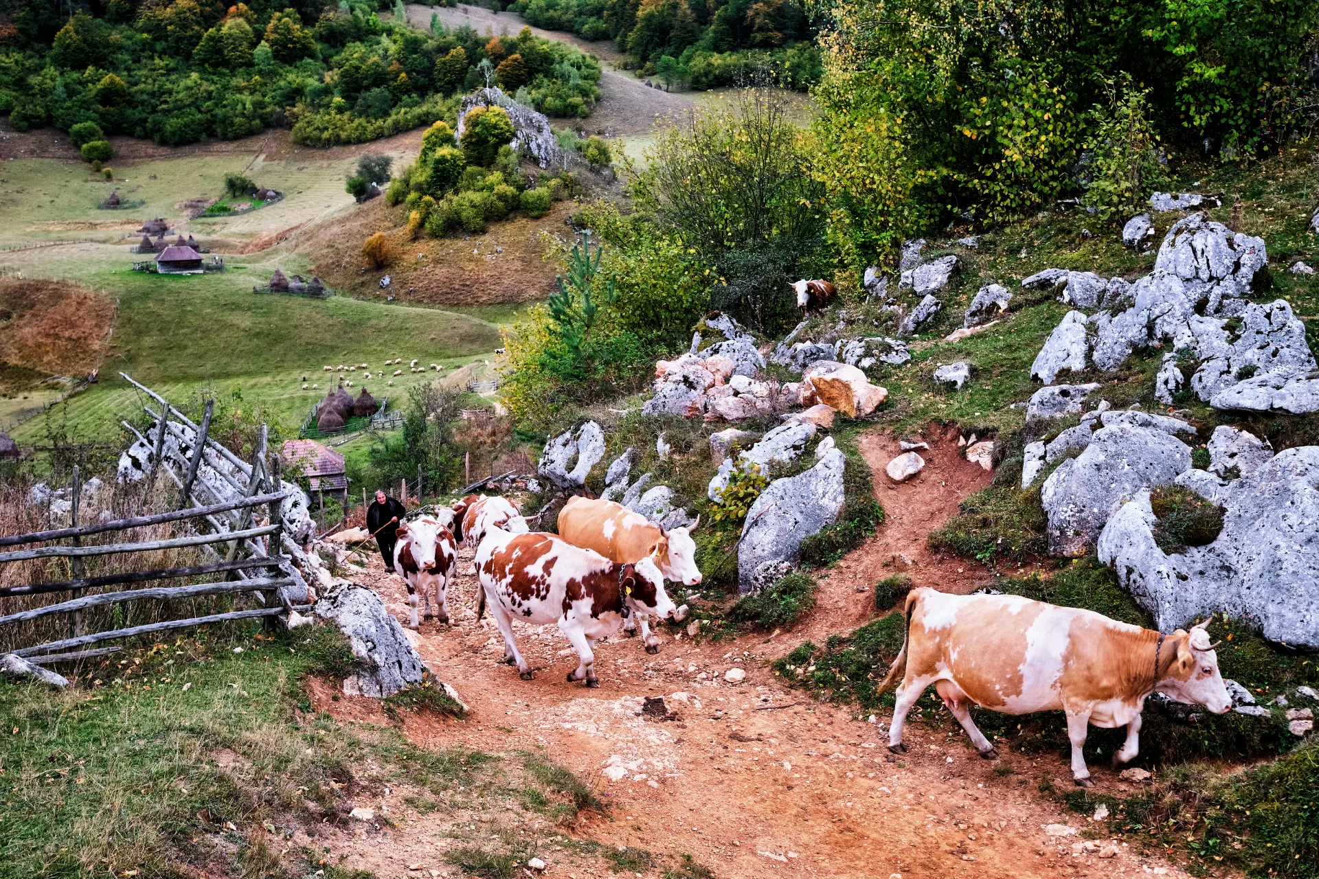 Fundătura Ponorului - Parcul Natural Grădiștea Muncelului - Cioclovina 27