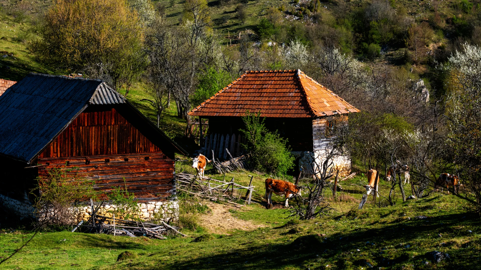 Fundătura Ponorului - Parcul Natural Grădiștea Muncelului - Cioclovina 90