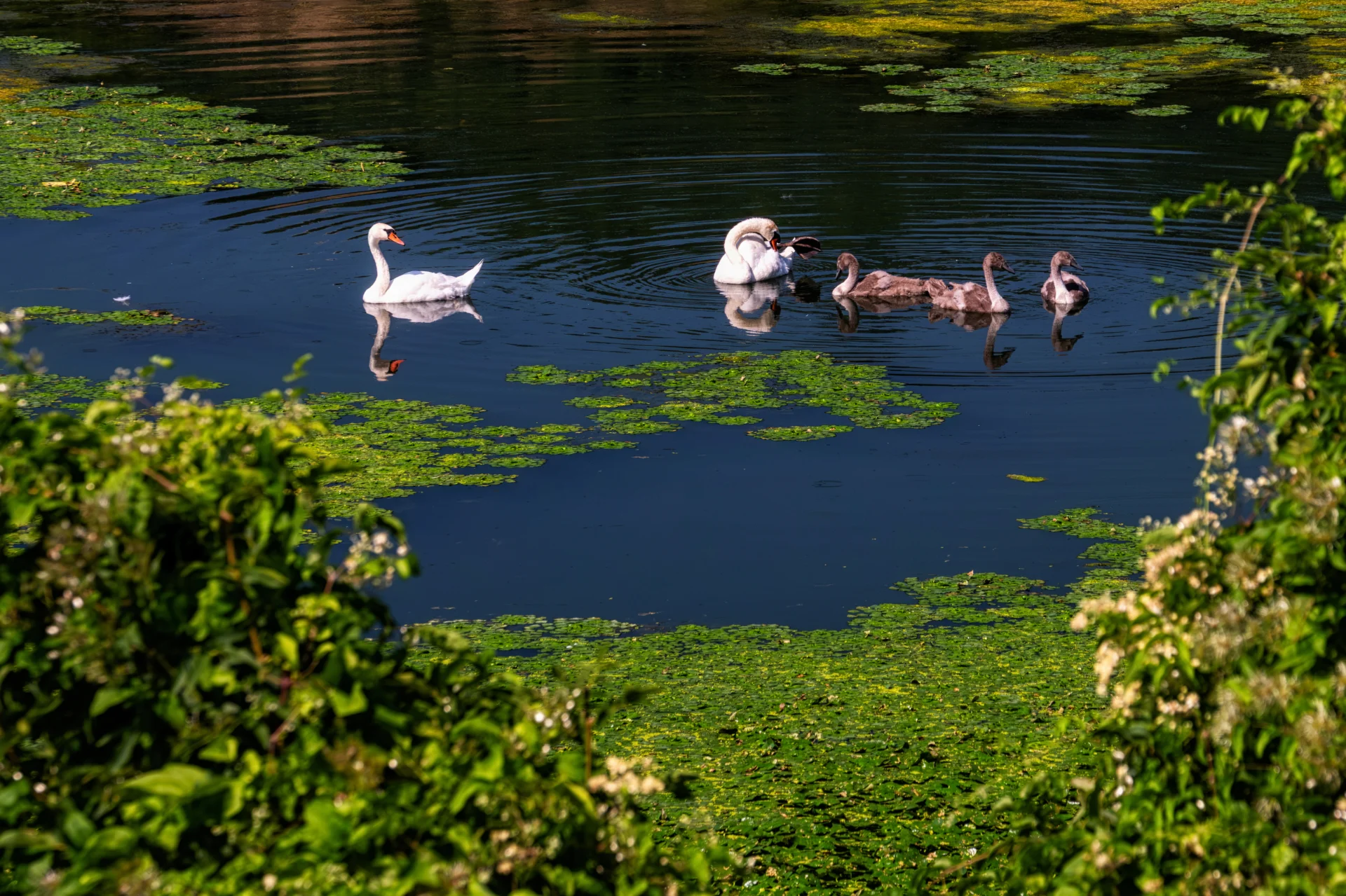 Malul Sârbesc al Defileului Dunării l Atracții Parcul Național Djerdap 19