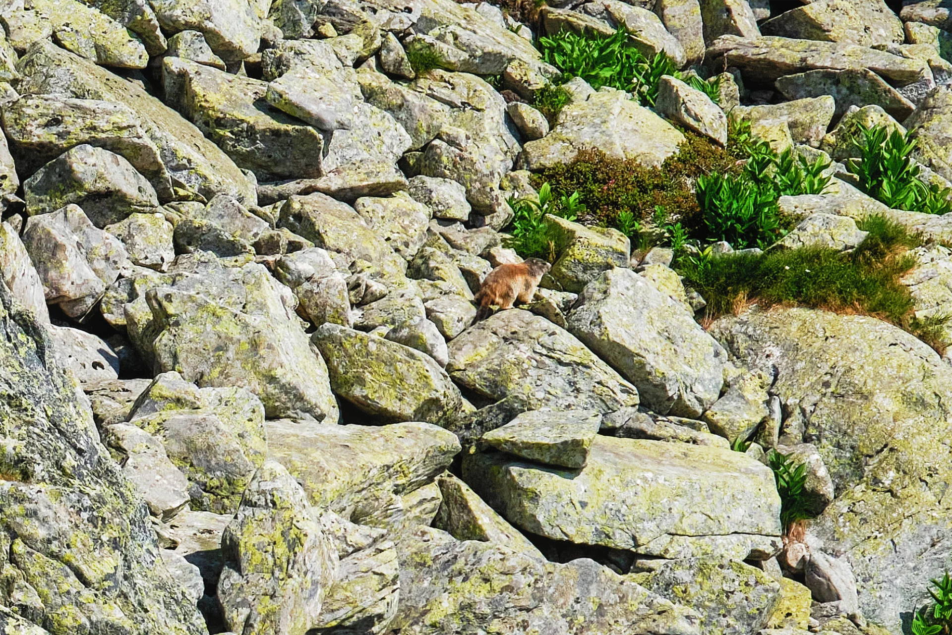 Marmotă în Retezat - Parcul National Retezat - Destinatii Romania 37
