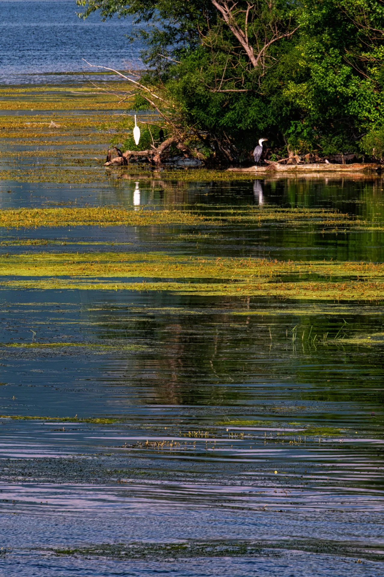Ostrovul Moldova Veche - Parcul Natural Portile de Fier - Defileul Dunarii 13
