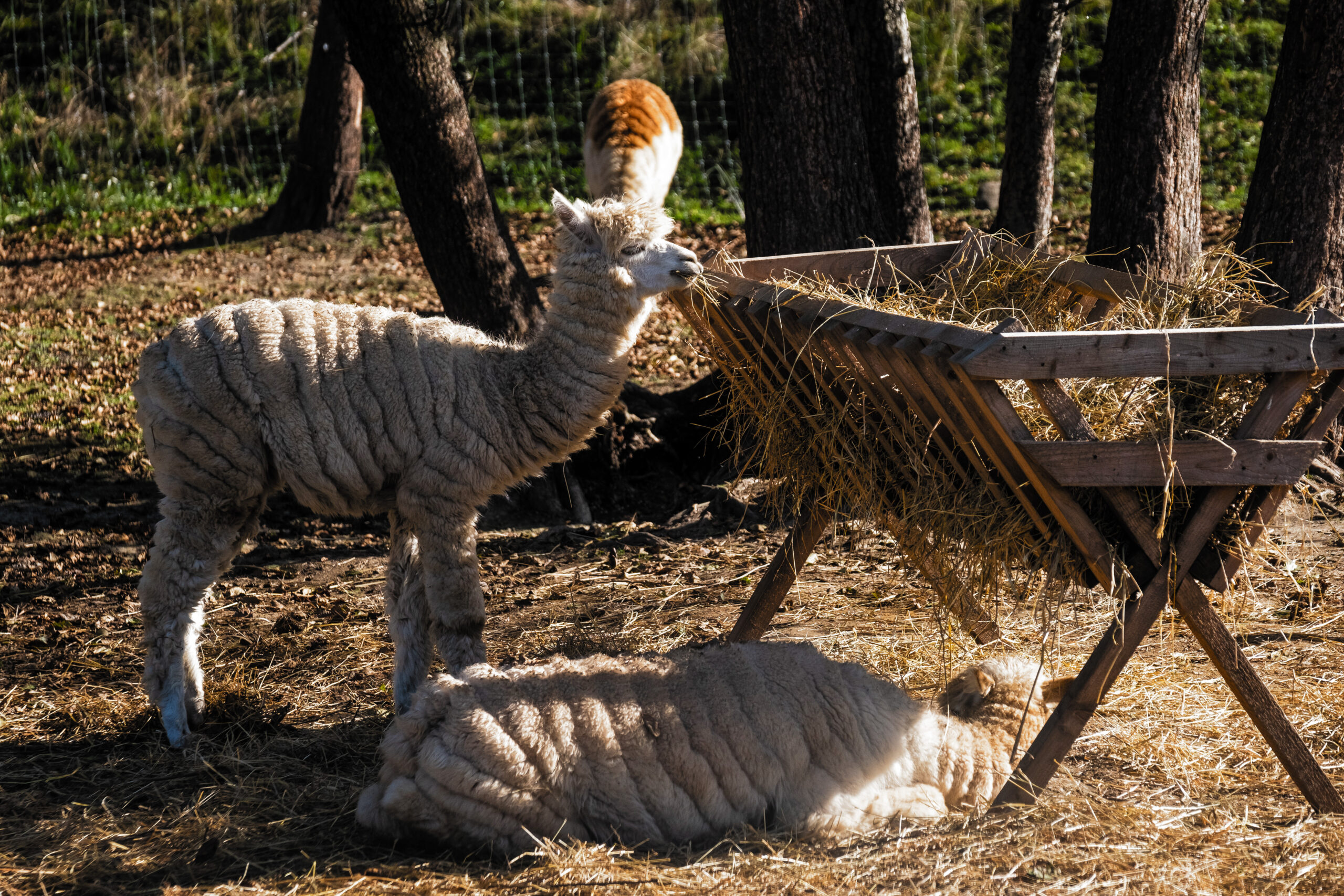Parcul Dinosaur World - Tara Hategului - Destinatii Romania 80