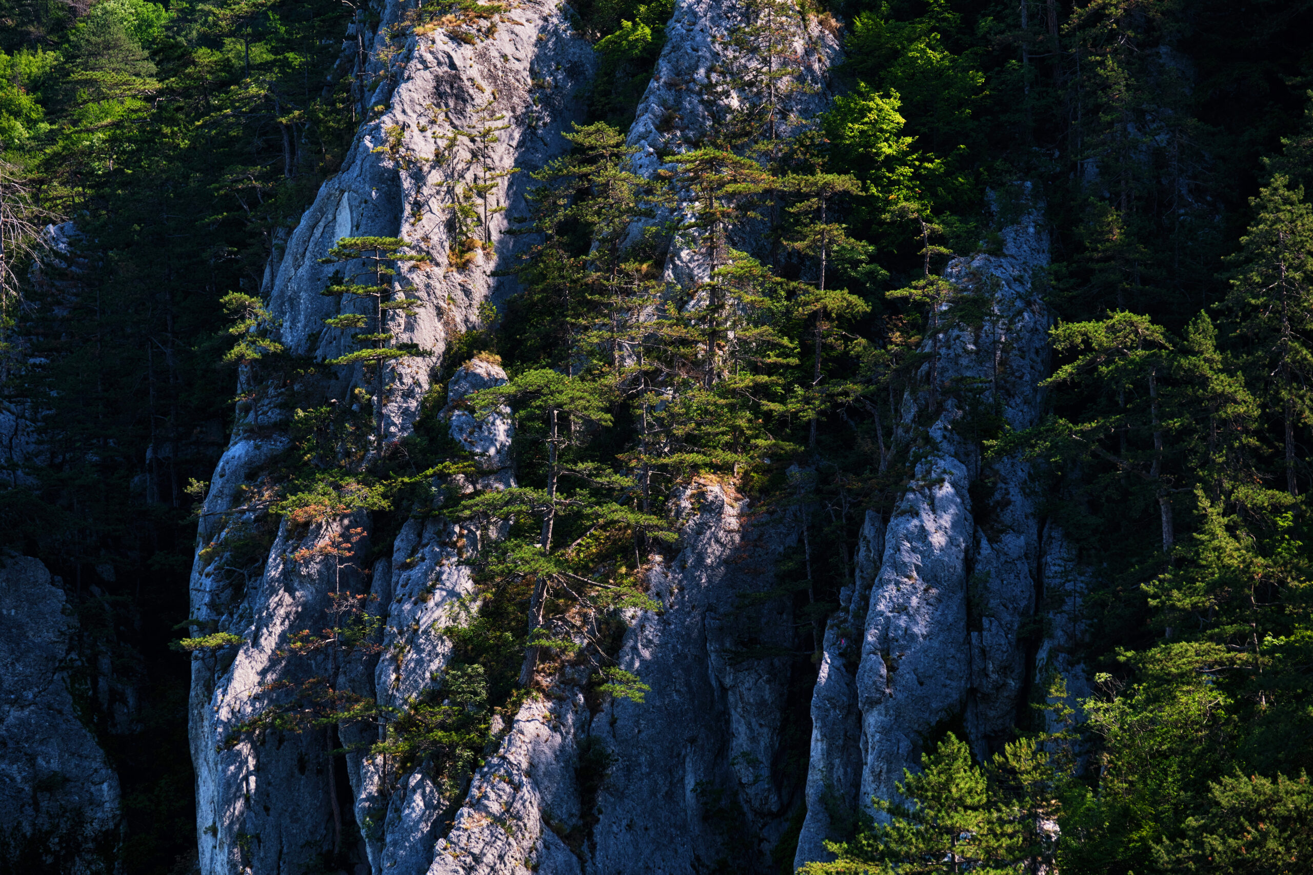 Pinul Negru de Banat - Parcul National Domogled - Valea Cernei - Destinatii Romania 114