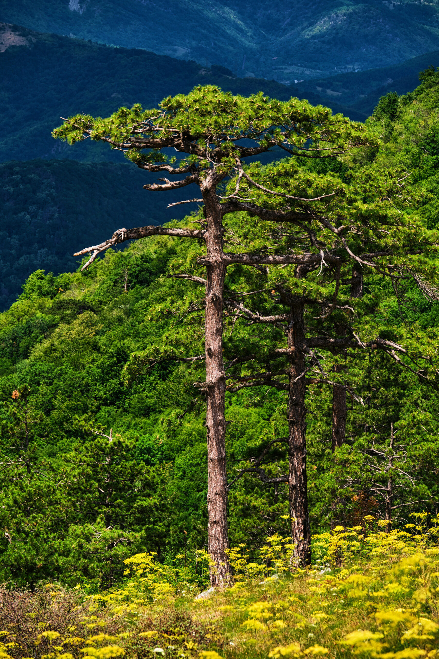 Pinul Negru de Banat - Parcul National Domogled - Valea Cernei - Destinatii Romania 122