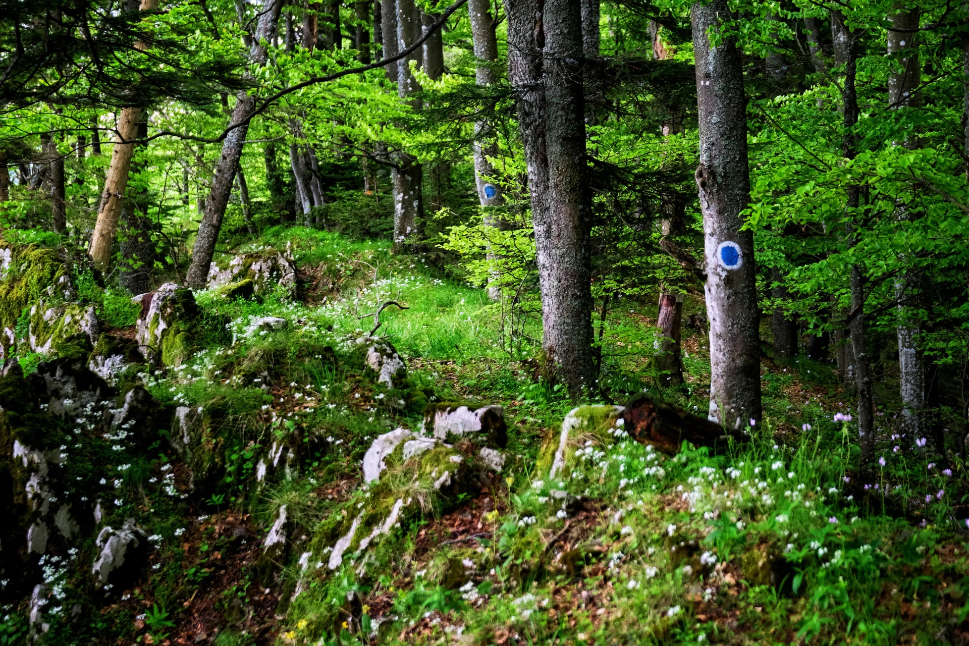 Traseu Drumeție - Parcul National Defileul Jiului - Destinatii Romania 34