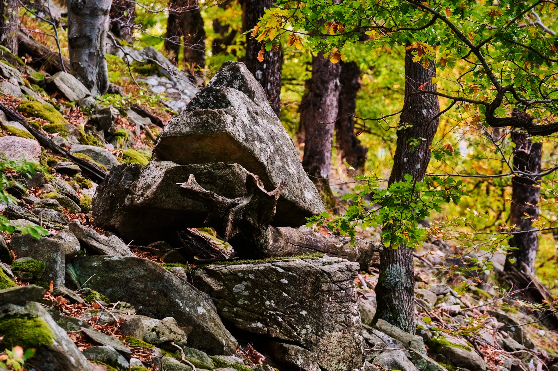 Traseul Povestile Padurii - Parcul National Defileul Jiului - Destinatii Romania 81